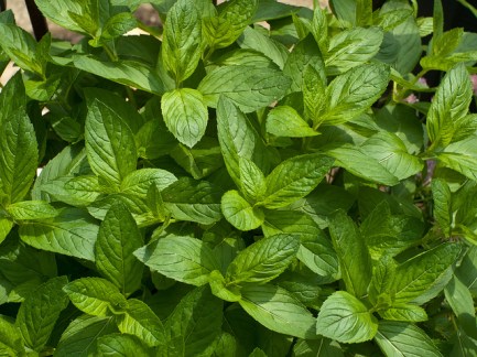Grandmother's mint lives on...