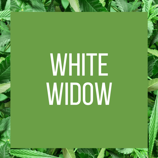 tt-strainpage-indica-whitewidow-2-10-2017