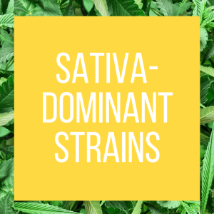 tt-strainpage-sativadominant-1-26-2017