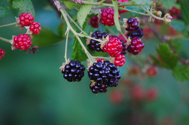 7444621308_b248e3775d_z