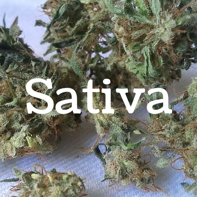 TT.Sativa