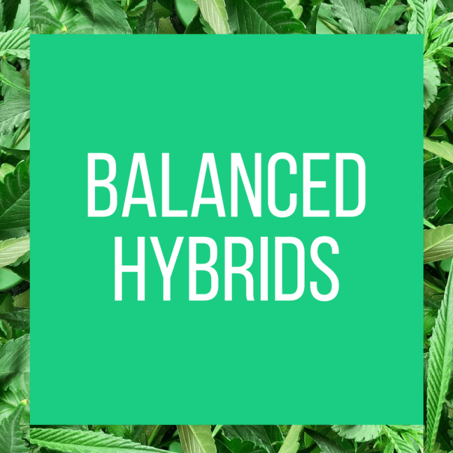 TT.StrainPage.BalancedHybrids.5.13.2017