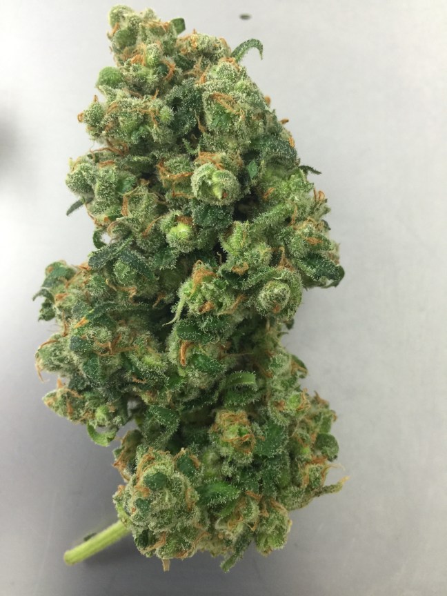 sudsy-garbage-137675