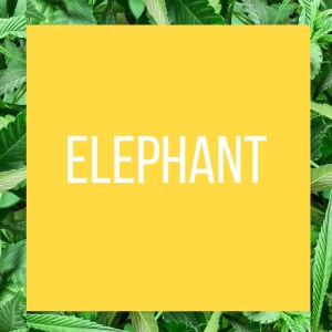 TT.StrainPage.Elephant.7.7.2018